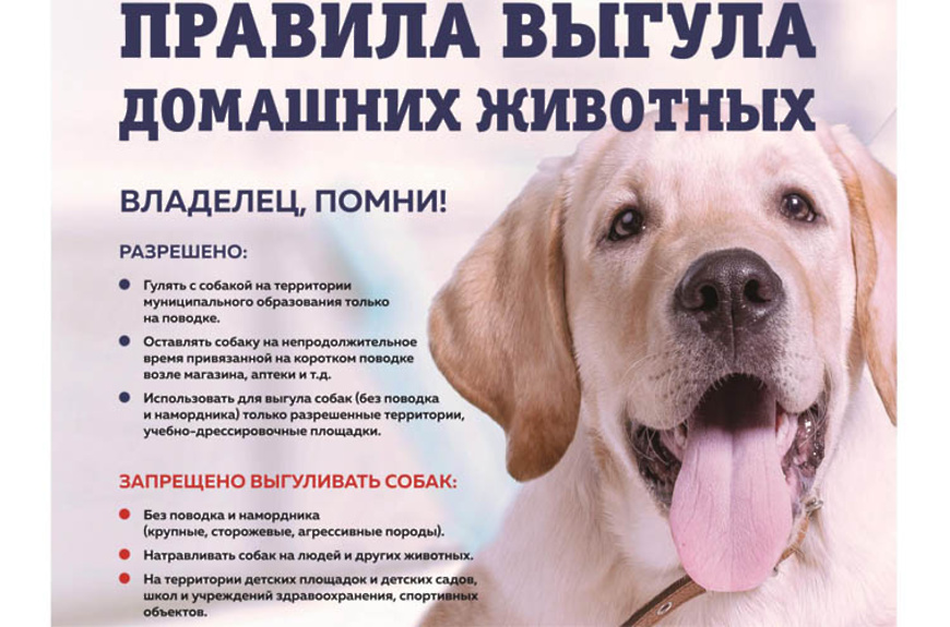 О РЕГИСТРАЦИИ ДОМАШНИХ ЖИВОТНЫХ (СОБАК).